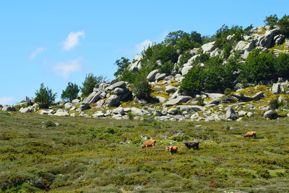 Vacas pastando en una ladera rocosa de Aullène