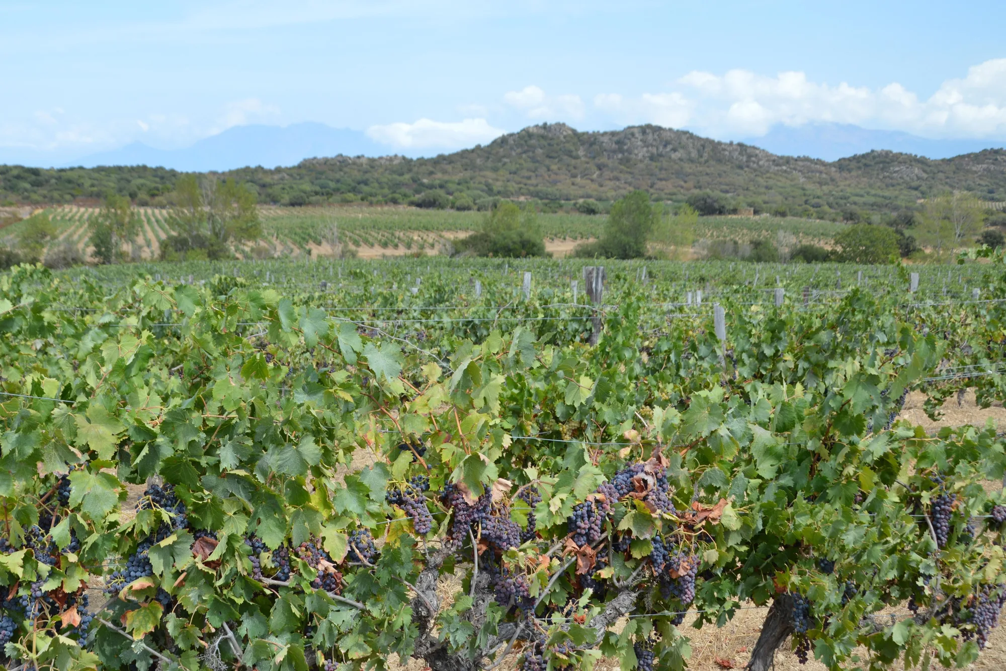 Les vignes de Santo-Pietro-di-Tenda et leurs grappes, au pied des collines