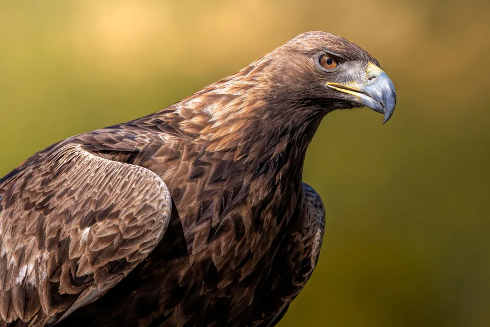 Un águila real en primer plano