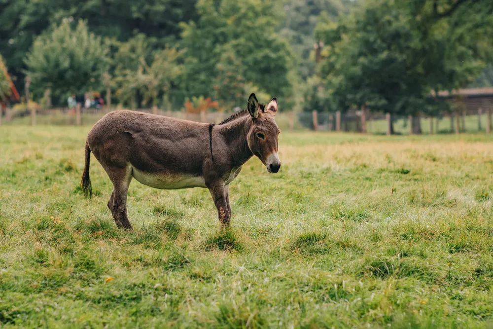 Un burro pardo en un prado