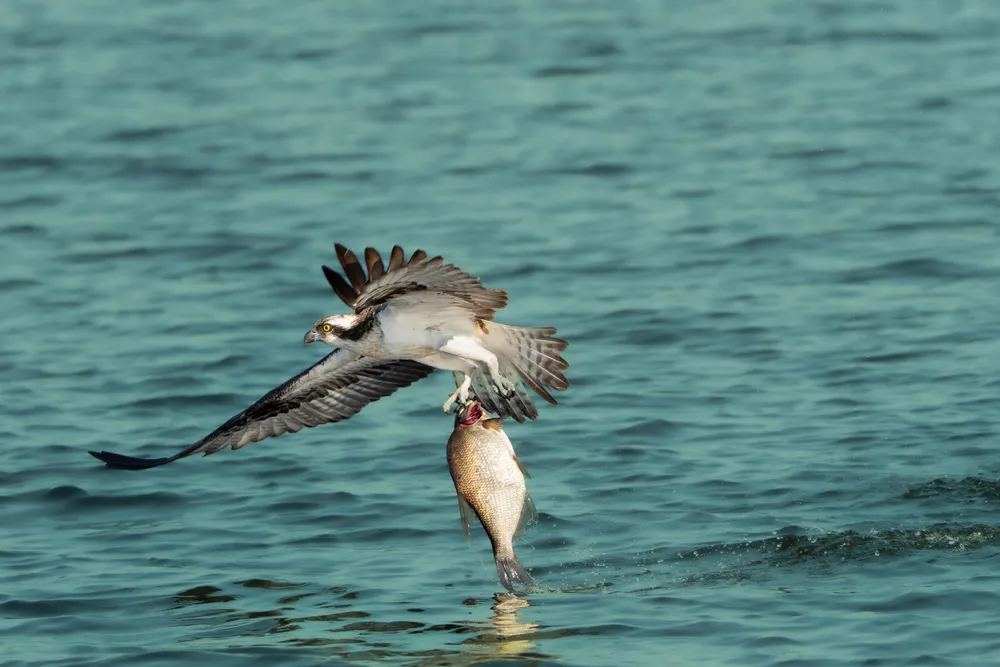 Un águila pescadora llevándose un pez a ras de agua