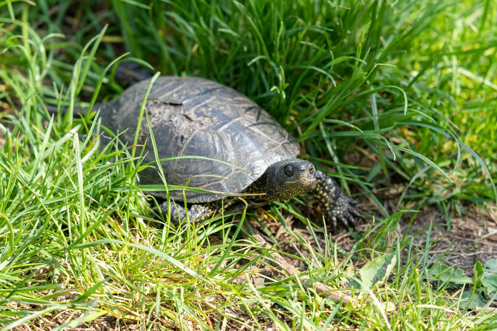 Un galápago europeo al sol en la hierba