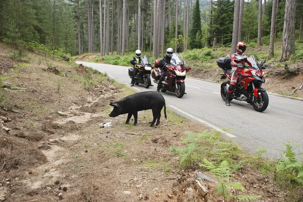 Un cerdo negro suelto junto a una carretera de montaña corsa, con motoristas detrás