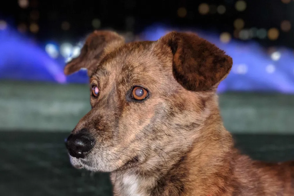 Un cursinu joven, la raza de perro corsa