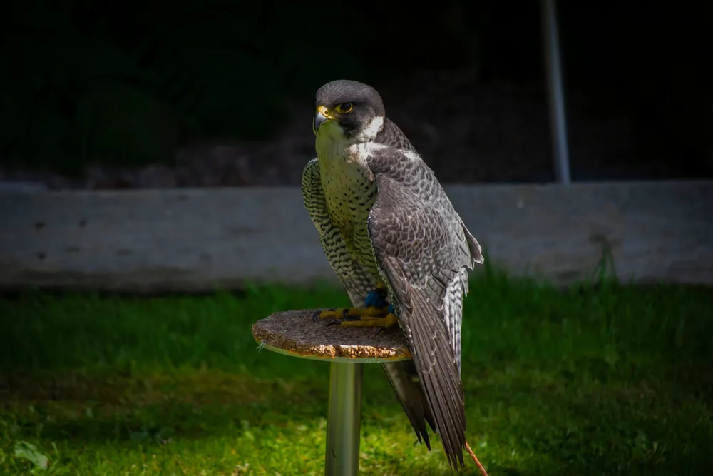 Un halcón peregrino posado en una percha