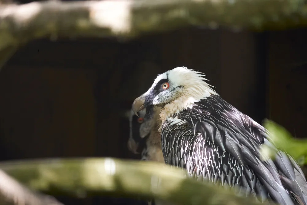 Un quebrantahuesos posado, con la cabeza girada