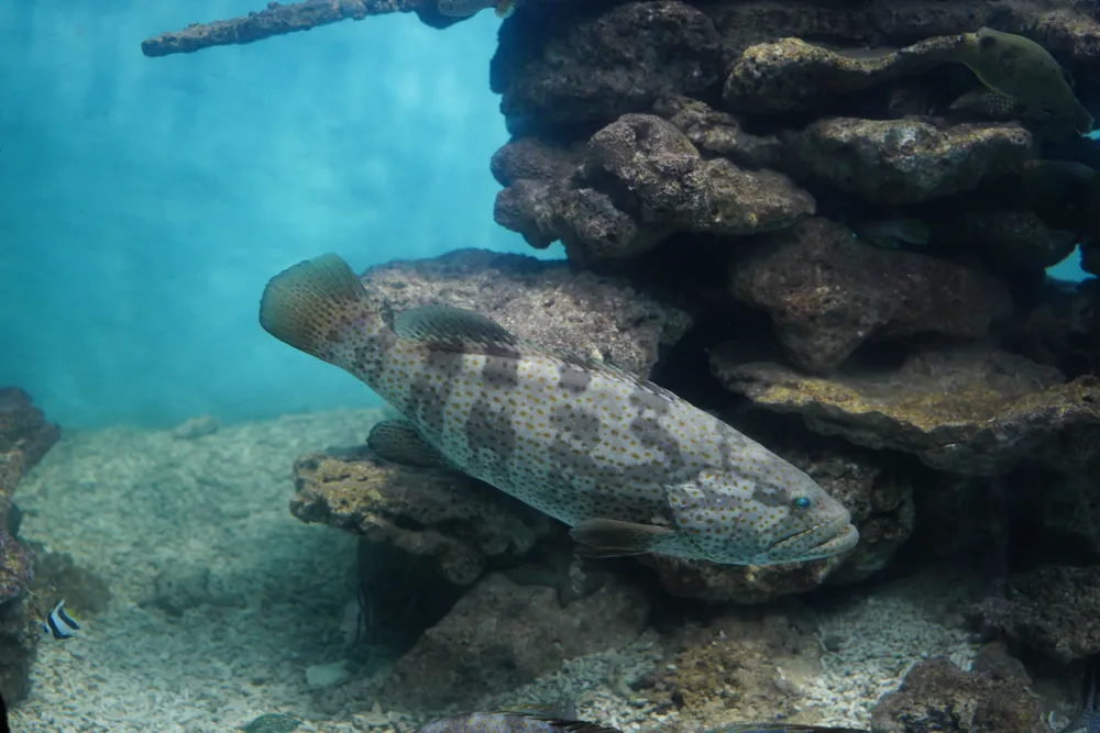 Un mero junto a las rocas, en un acuario