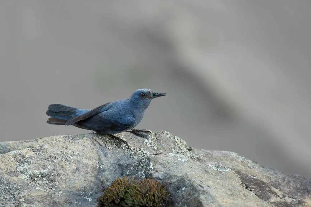 Un roquero solitario macho posado en una roca