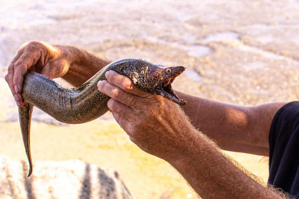 Una morena mediterránea sostenida con el brazo extendido a la orilla del agua