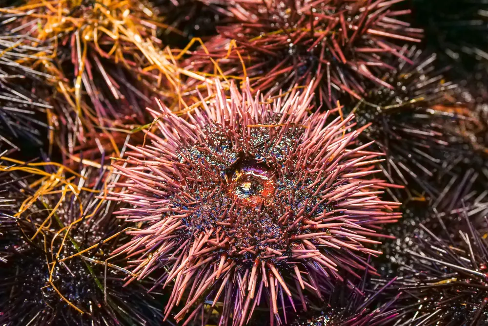 Erizos de mar violetas en primer plano