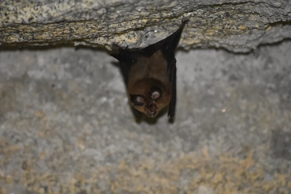 Un murciélago pequeño de herradura colgado del techo de una cueva