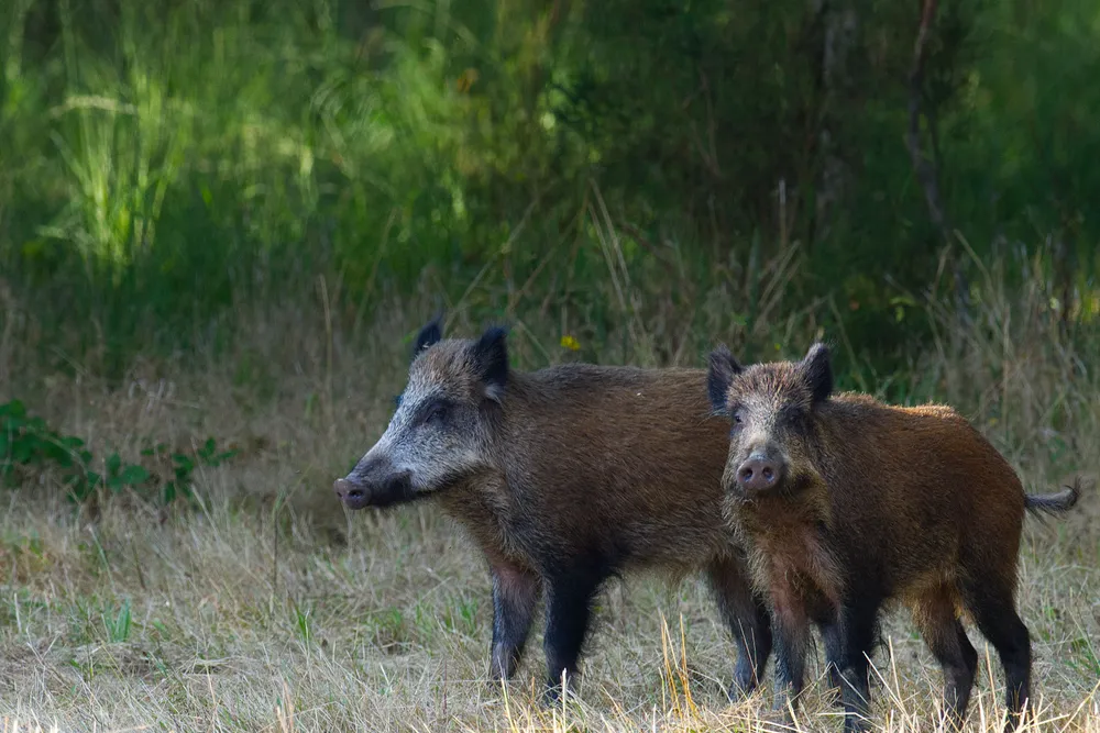 Dos jabalíes en el linde de un bosque