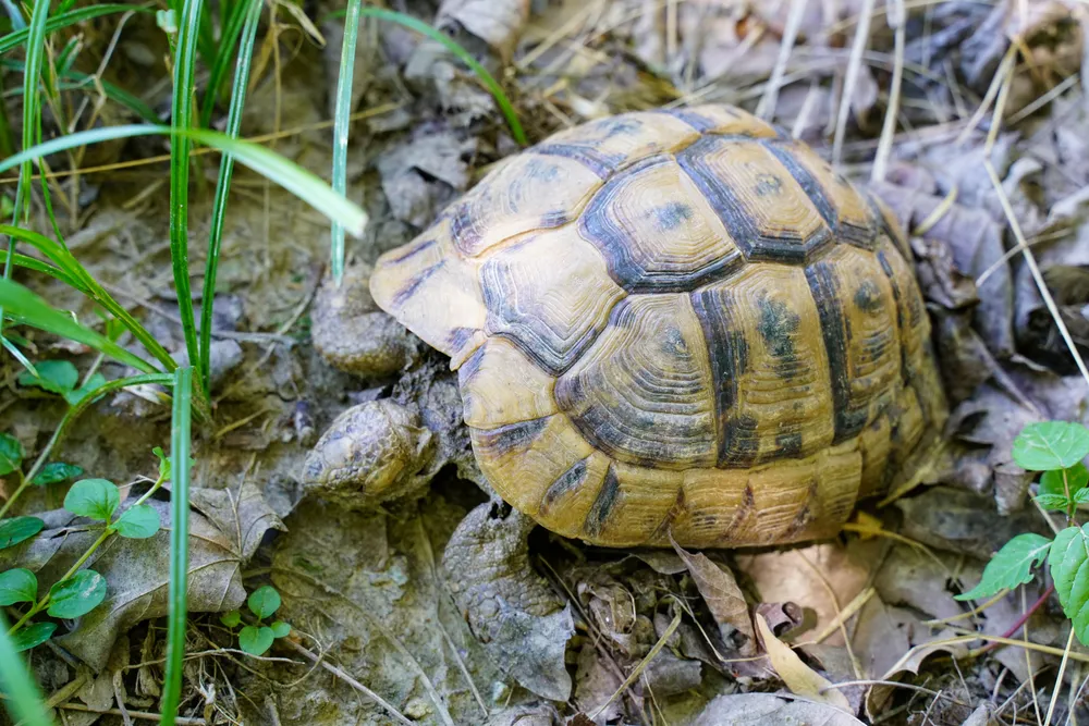 Una tortuga mediterránea entre la hierba seca