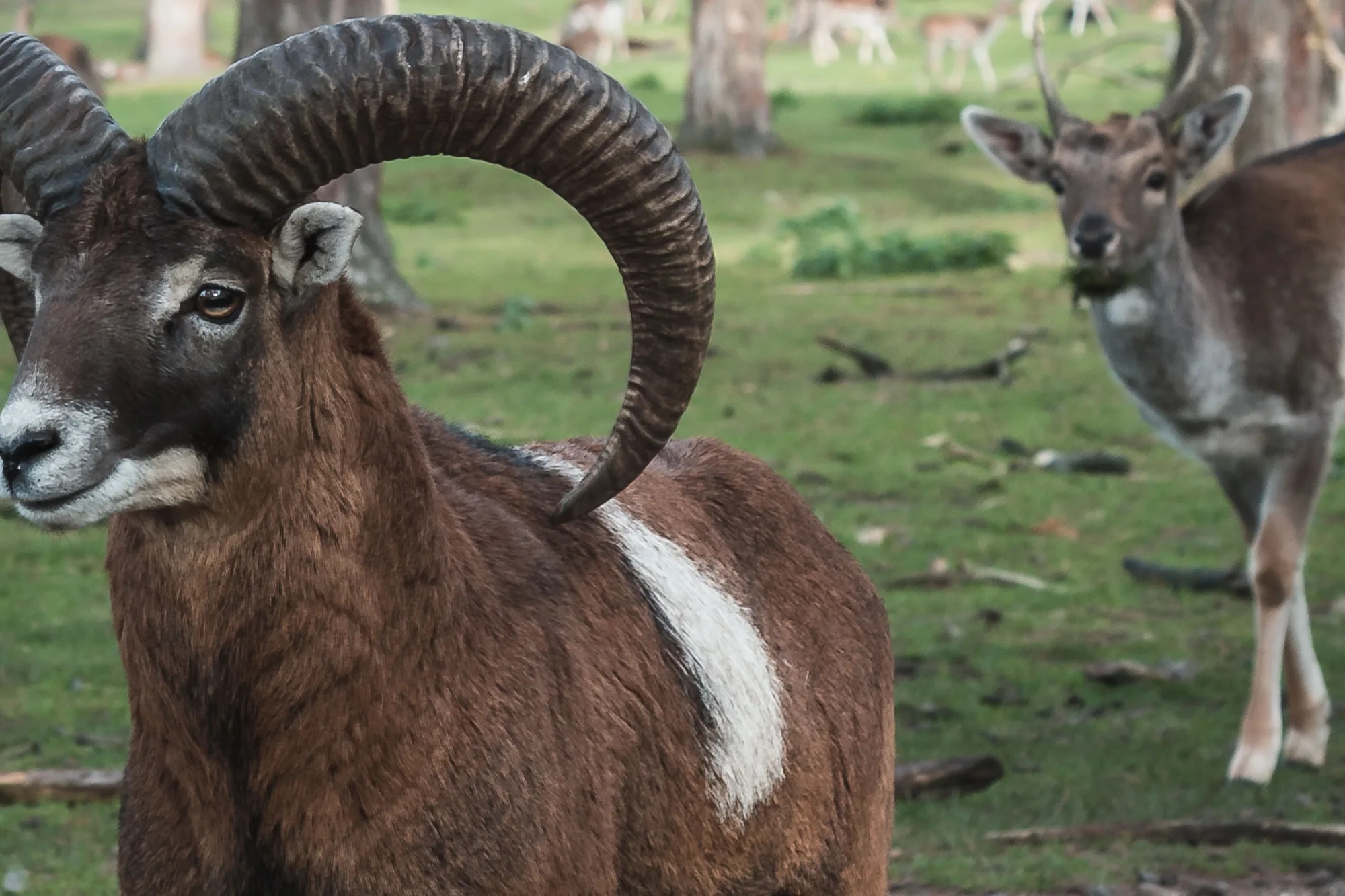 Un mouflon mâle aux grandes cornes enroulées