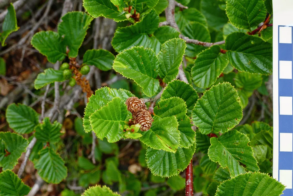 Hojas y conos del aliso aromático, subespecie endémica de Córcega