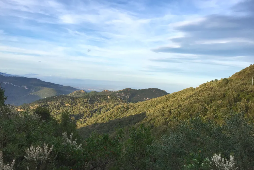 Una ladera cubierta de maquis denso cerca de Solenzara