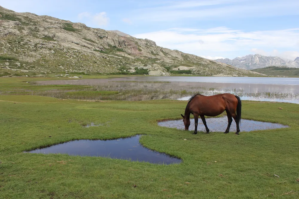 Las pozzines a orillas del lago de Nino: pequeñas charcas en un pastizal húmedo, donde pace un caballo
