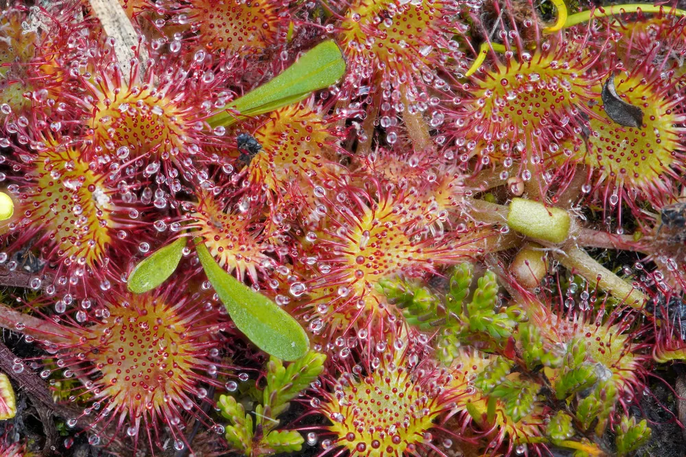 Las hojas redondas y pegajosas de la drosera
