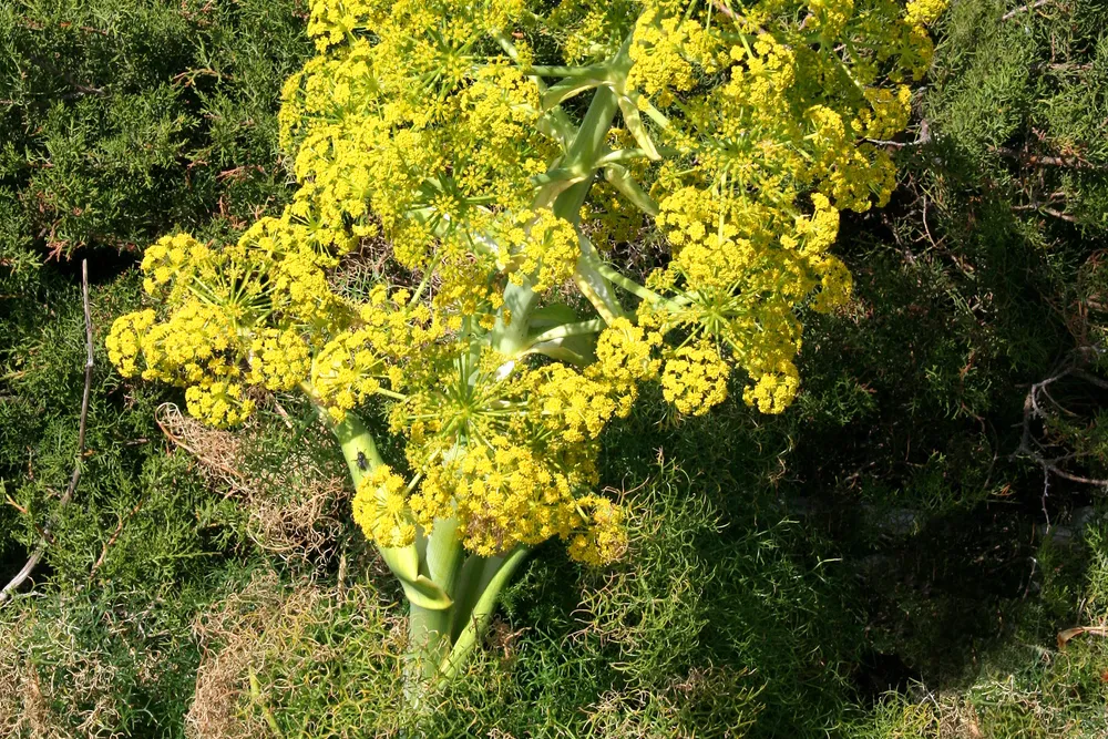 La cañaheja en flor en el maquis, cerca de Bonifacio