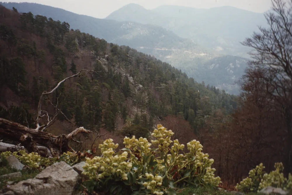 Matas de eléboro de Córcega en el GR20, entre Vizzavona y Capannelle