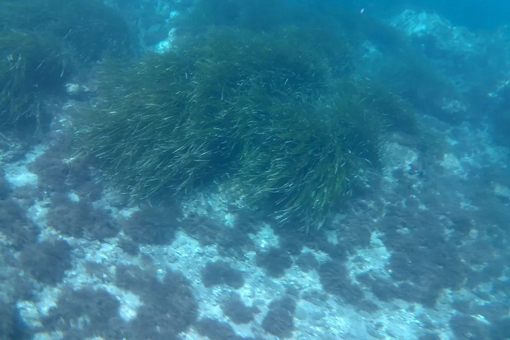 Una pradera de posidonia bajo el mar