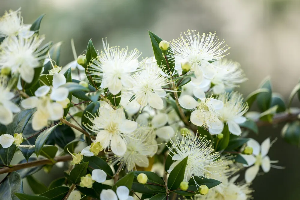 Las flores blancas del mirto común