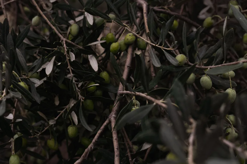 Aceitunas verdes en las ramas de un olivo