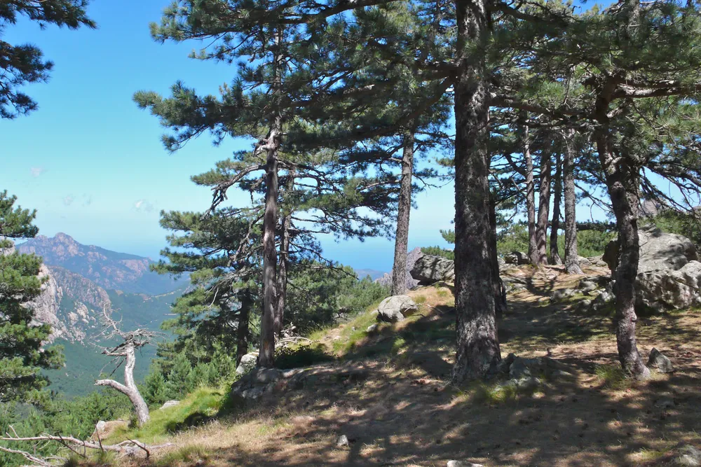 Pinos laricios en Córcega: troncos rectos de corteza gris en placas, sobre un valle de montaña
