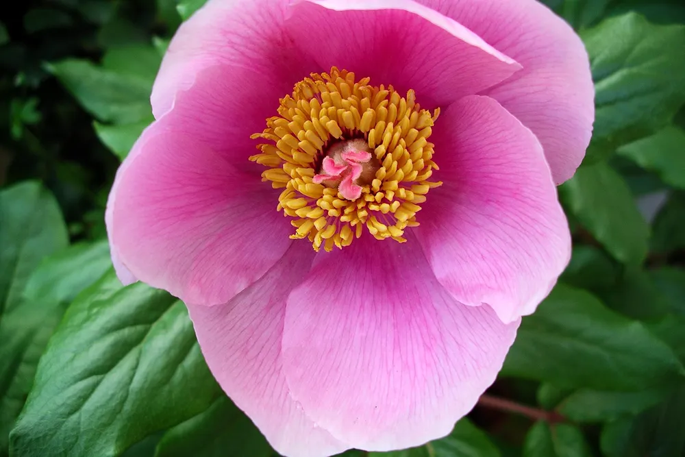La flor rosa de la peonía de Córcega