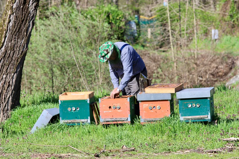 Un apicultor trabajando delante de colmenas de colores
