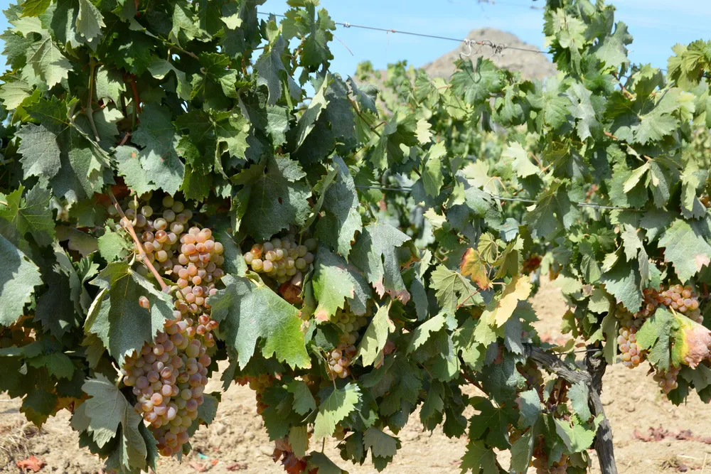 Racimos de uva blanca en las viñas de Santo-Pietro-di-Tenda