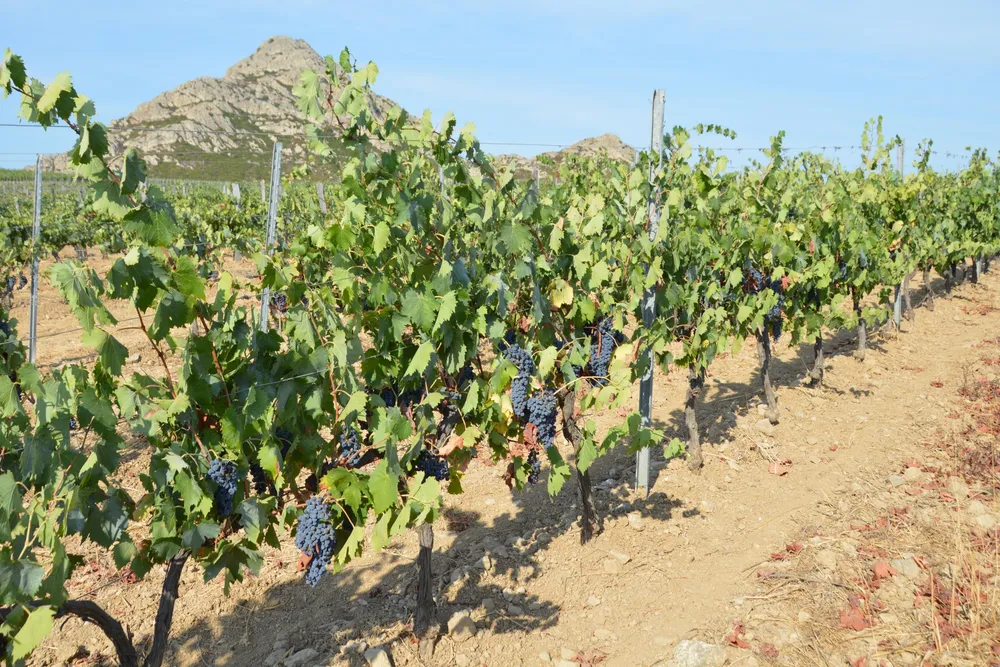 Hileras de viña cargadas de uva tinta, en Santo-Pietro-di-Tenda