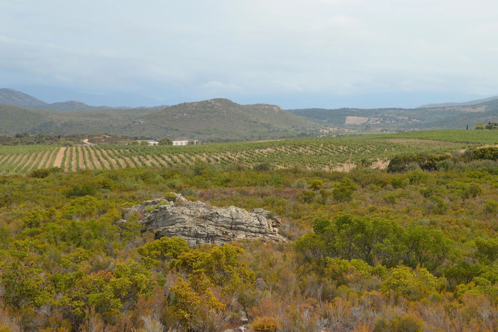 Le vignoble de Santo-Pietro-di-Tenda entre maquis et montagnes