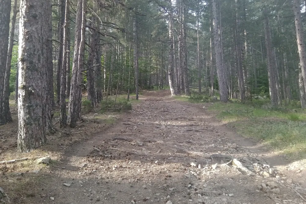 Un camino forestal bajo los grandes pinos del bosque de Vizzavona
