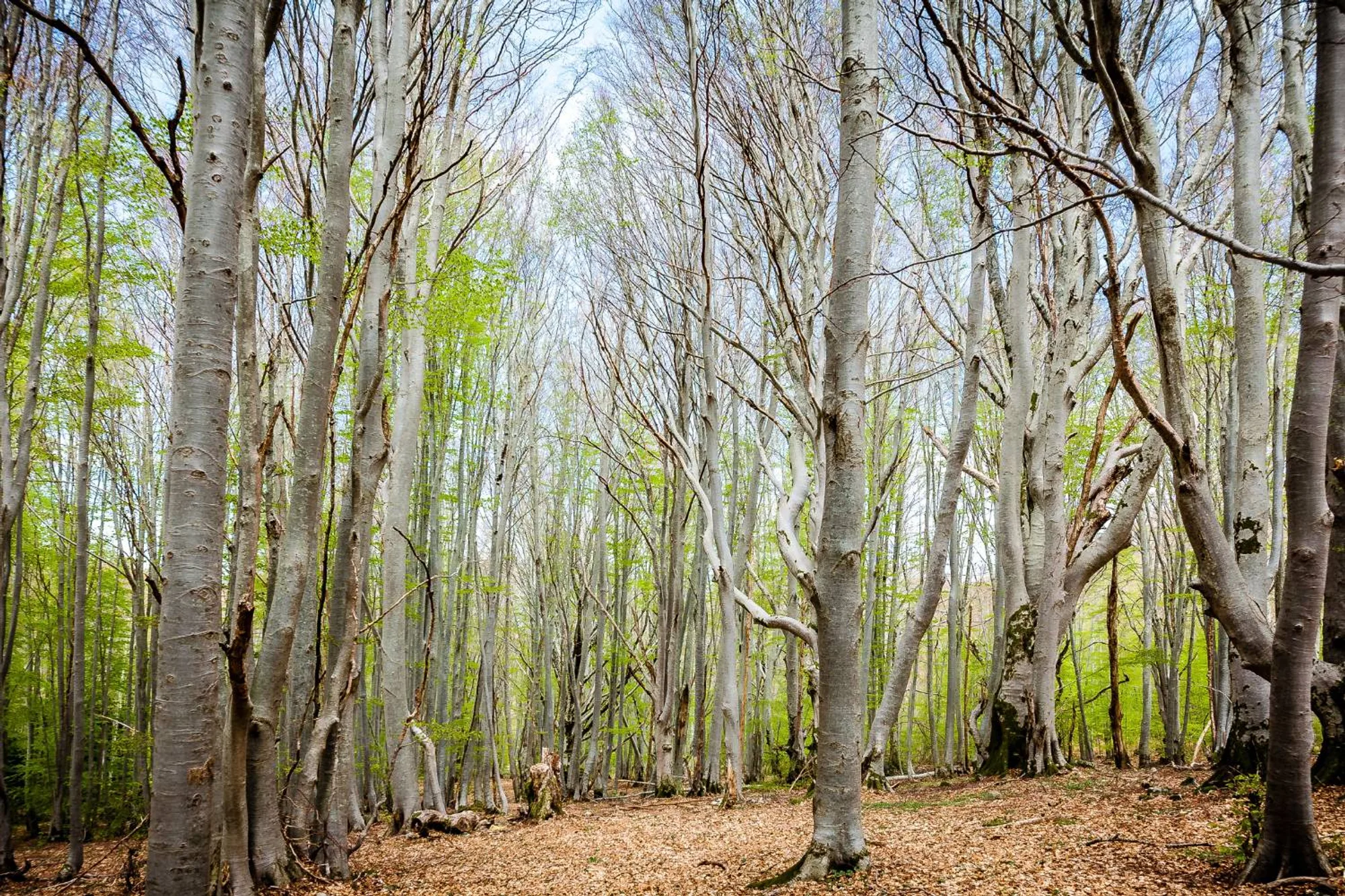 Les grands hêtres de la forêt de Vizzavona au printemps