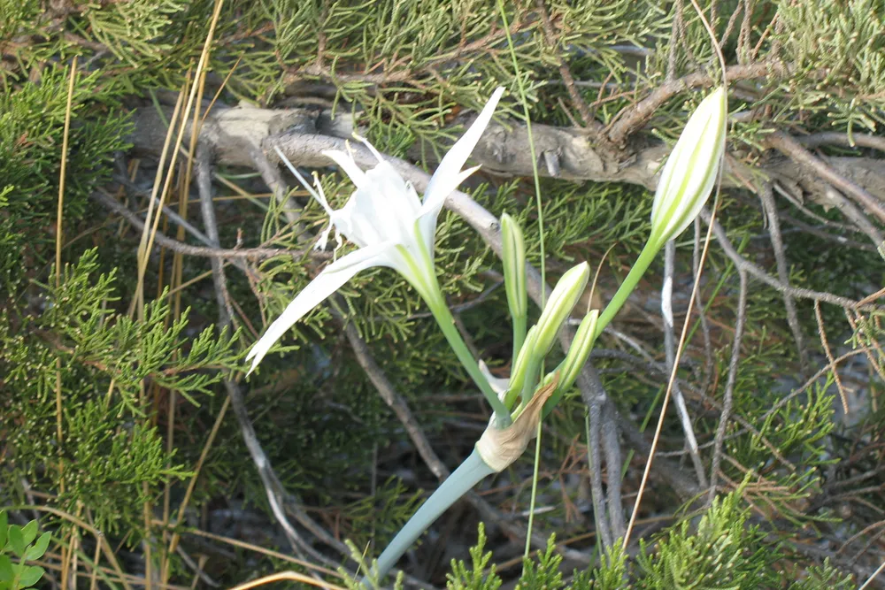 Un lirio de mar en flor en la playa del Petit Sperone