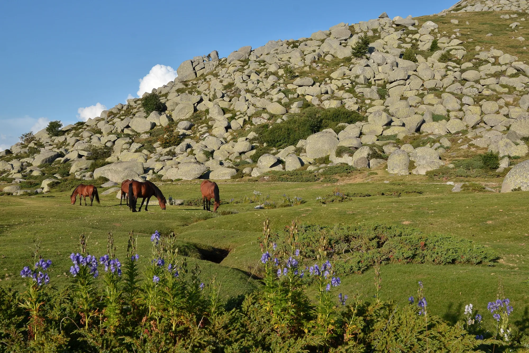 Chevaux au pâturage sur le plateau du Coscione, au pied d’un chaos de granit