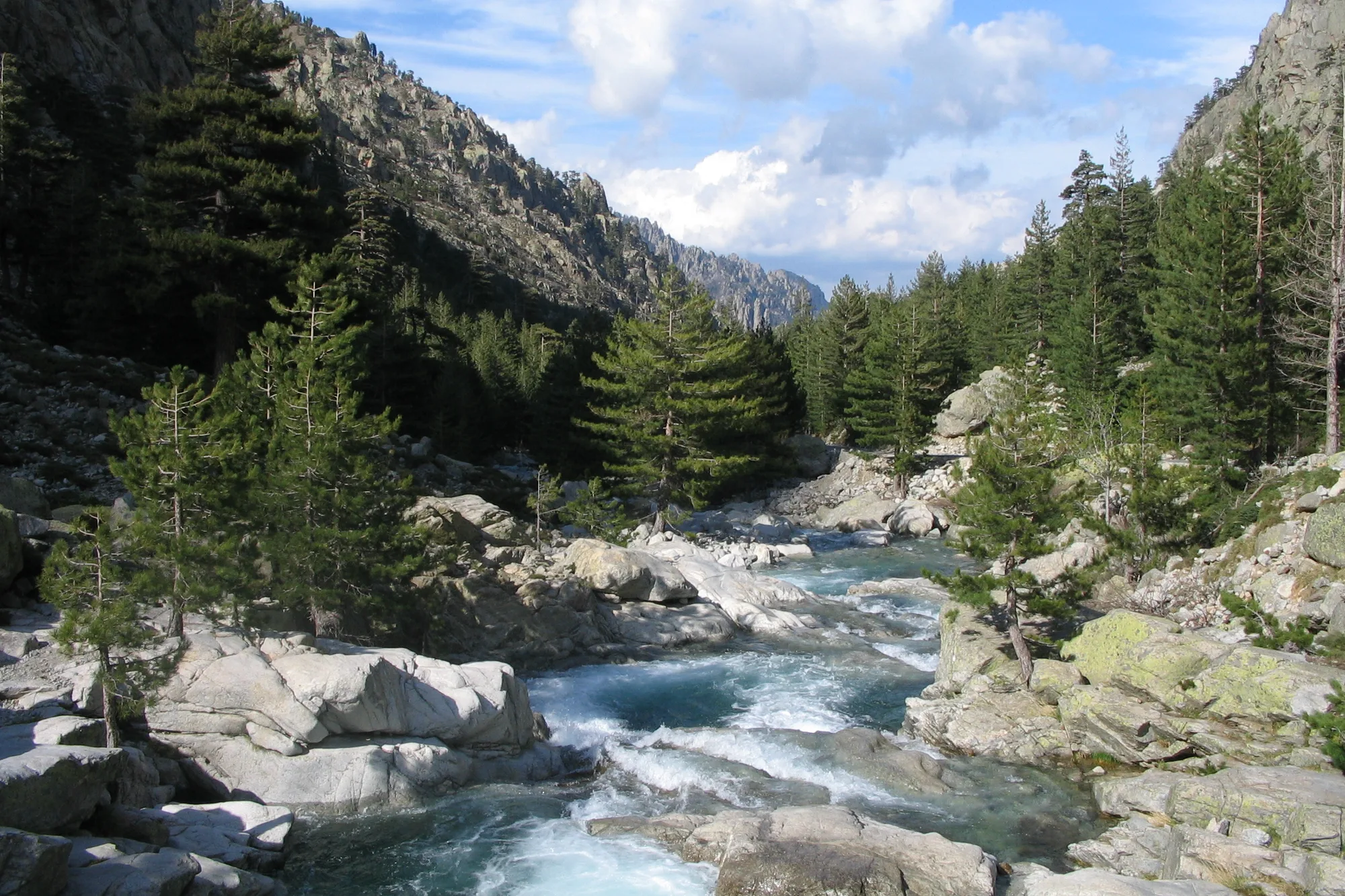 La Restonica entre les pins et les blocs de granit, dans ses gorges
